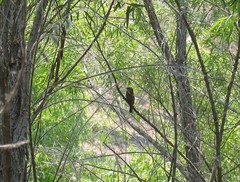 Empidonax traillii extimus