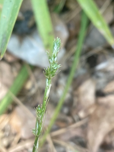 Carex fissa iNat (3)