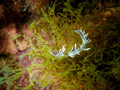 White flabellina