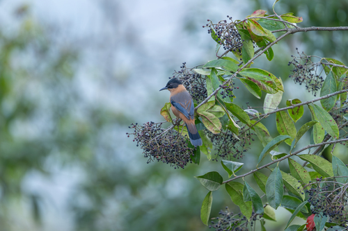 Rufous Sibia (Heterophasia capistrata), photo 10