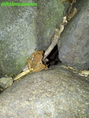 Limnonectes microdiscus