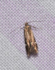 Aproaerema simplexella