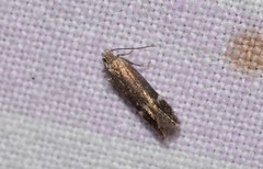 Aproaerema simplexella