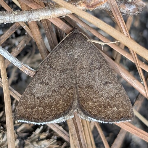 Erasa Chocolate Moth photo 5