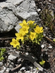 Sebaea sulphurea