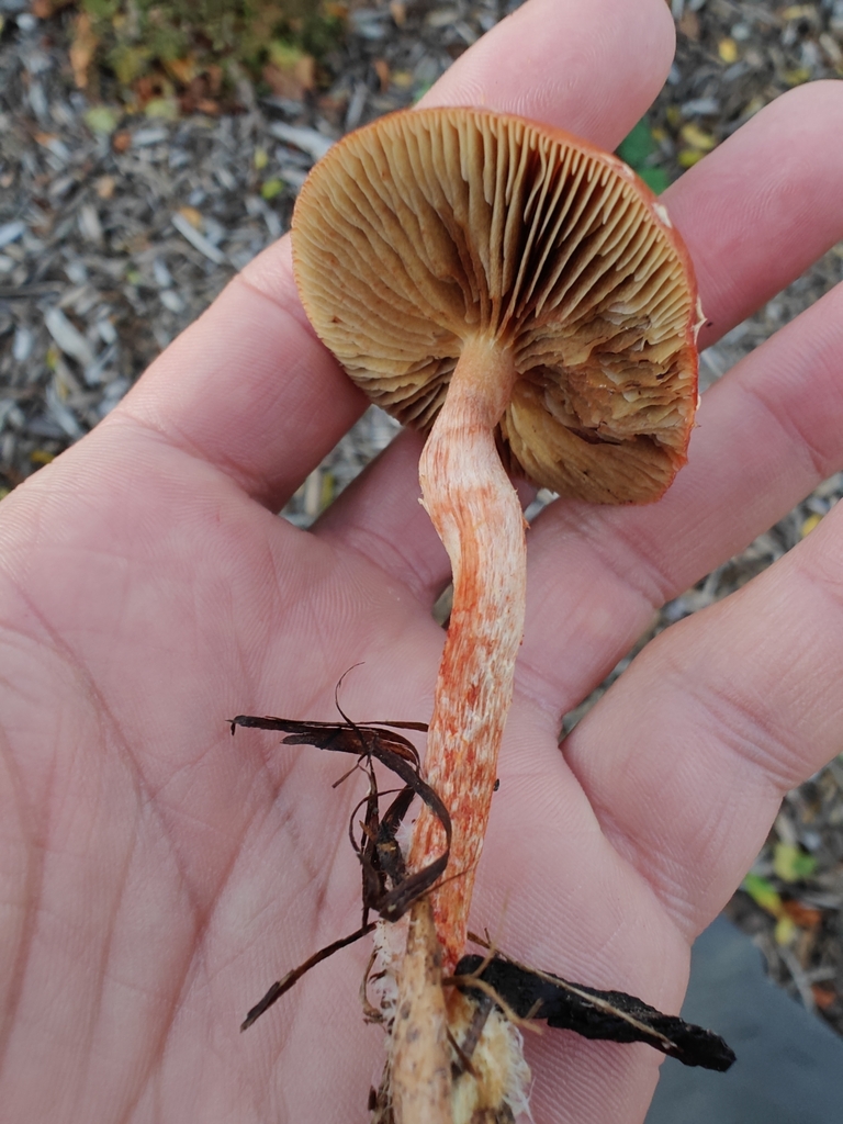 Leratiomyces ceres · April 2025 · photo: © seanroadtrip (iNaturalist, cc-by)
