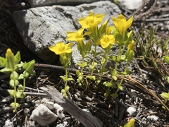 Sebaea sulphurea