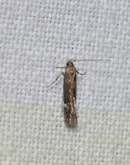 Aproaerema simplexella