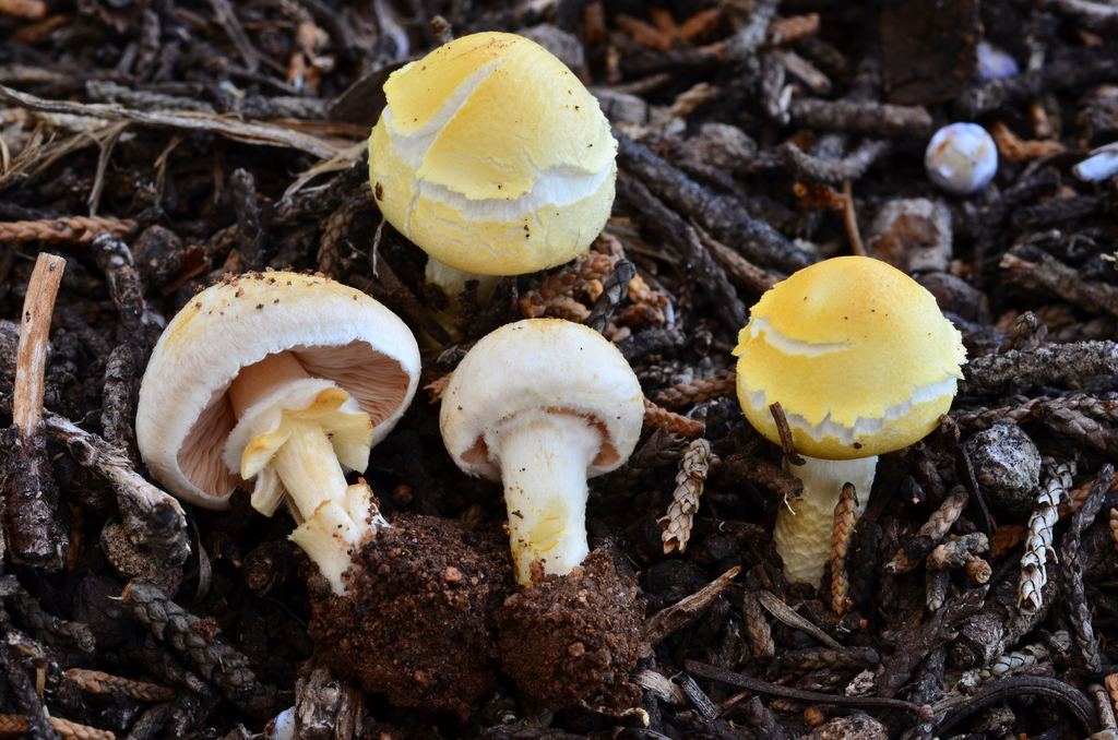 Agaricus sp. 'NM02'