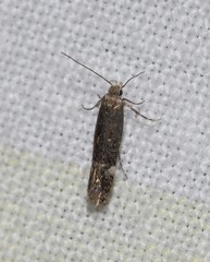 Aproaerema simplexella