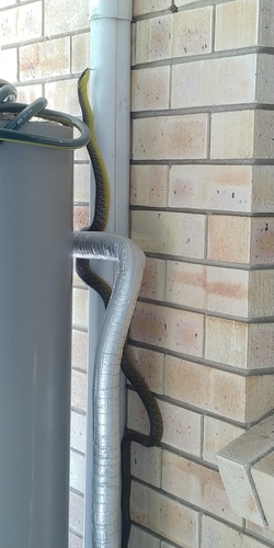 Common Tree Snake sighting