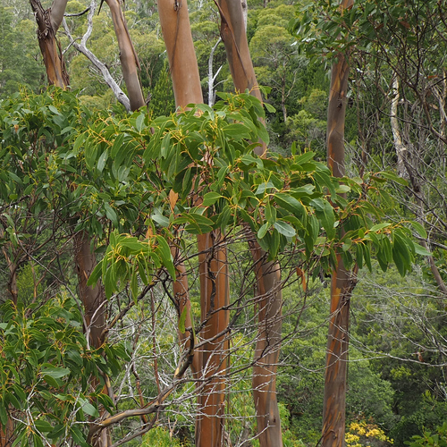 Image of Eucalyptus subcrenulata by no rights reserved