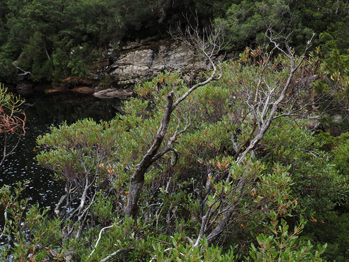 Image of Eucryphia lucida by no rights reserved