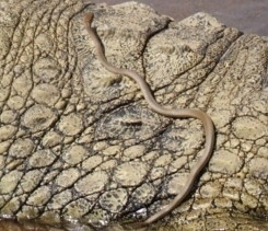 Olive Whip Snake
