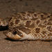 Serpiente de Hocico de Cerdo Occidental - Photo (c) francis crawley, algunos derechos reservados (CC BY)