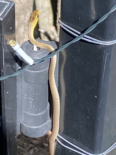 Common Tree Snake sighting