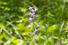 Delphinium exaltatum