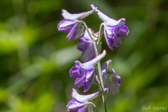 Delphinium exaltatum