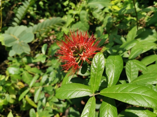 Combretum constrictum, photograph 2