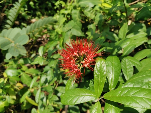 Combretum constrictum, photograph 3
