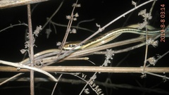 Dendrelaphis pictus