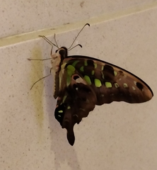 Graphium agamemnon
