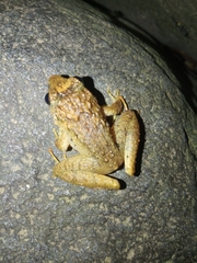 Limnonectes microdiscus