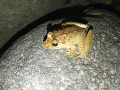 Limnonectes microdiscus