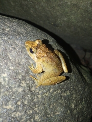 Limnonectes microdiscus