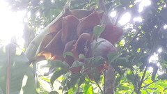 Ensete superbum