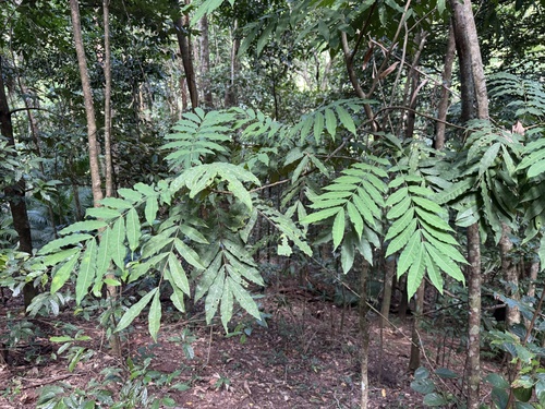 Didymocheton papuanus observed 2025-04-22