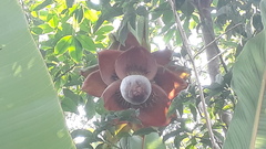 Ensete superbum