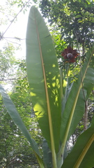 Ensete superbum