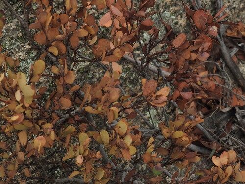 Image of Acacia alpina by (c) ttsquid, some rights reserved (CC BY)