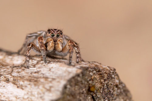 V-Signed Jumping Spider, Nationaal Park De Loonse En Drunense Duinen, NL-NB-HS, NL-NB, NL, photo 9 of 10