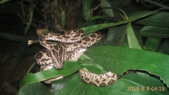 Boiga multomaculata