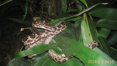Boiga multomaculata