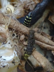 Ontholestes cingulatus