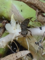 Ontholestes cingulatus