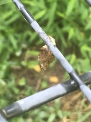 Limenitis arthemis astyanax