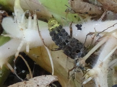 Ontholestes cingulatus