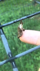 Limenitis arthemis astyanax