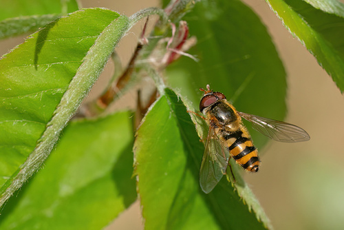 Straight-banded Smoothtail, Nationaal Park De Loonse En Drunense Duinen, NL-NB-HS, NL-NB, NL, photo 6 of 10
