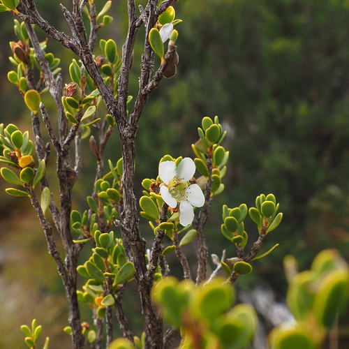 Image of Leptospermum rupestre by no rights reserved