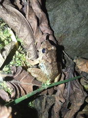 Limnonectes microdiscus