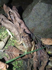 Limnonectes microdiscus