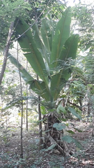 Ensete superbum