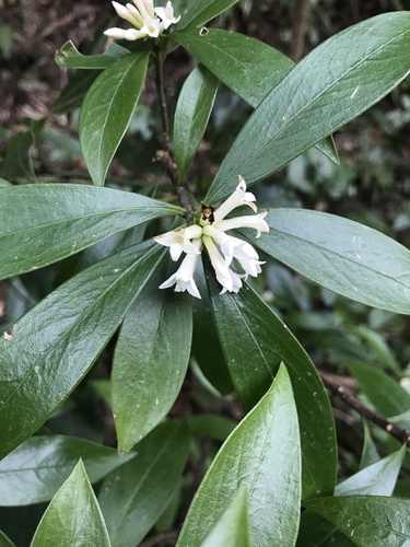 Image of Daphne kiusiana by no rights reserved