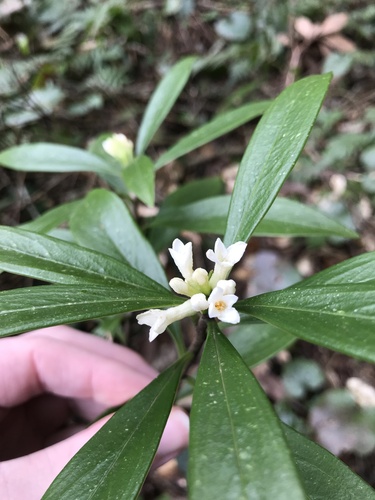 Image of Daphne kiusiana by no rights reserved