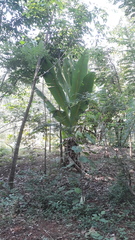 Ensete superbum